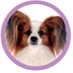 wlc-pooches-papillon-$150