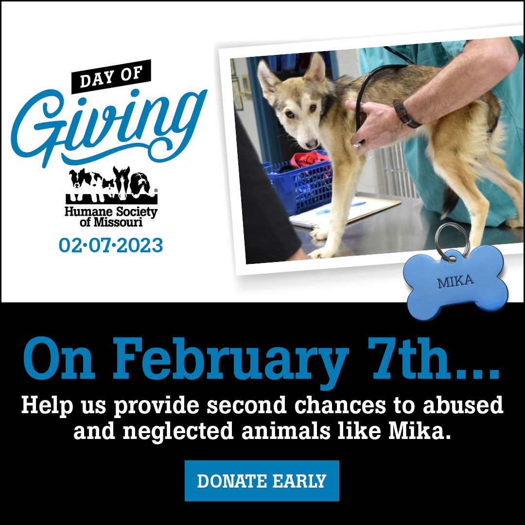 Day of Giving 2023: On February 7th...help us provide second chances to abused and neglected animals like Mika. Donate early!