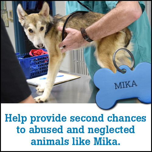 Report Animal Abuse or Neglect Report Animal Abuse or Neglect
