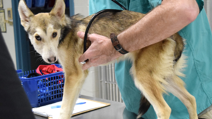Mika Rescued dog: Mika