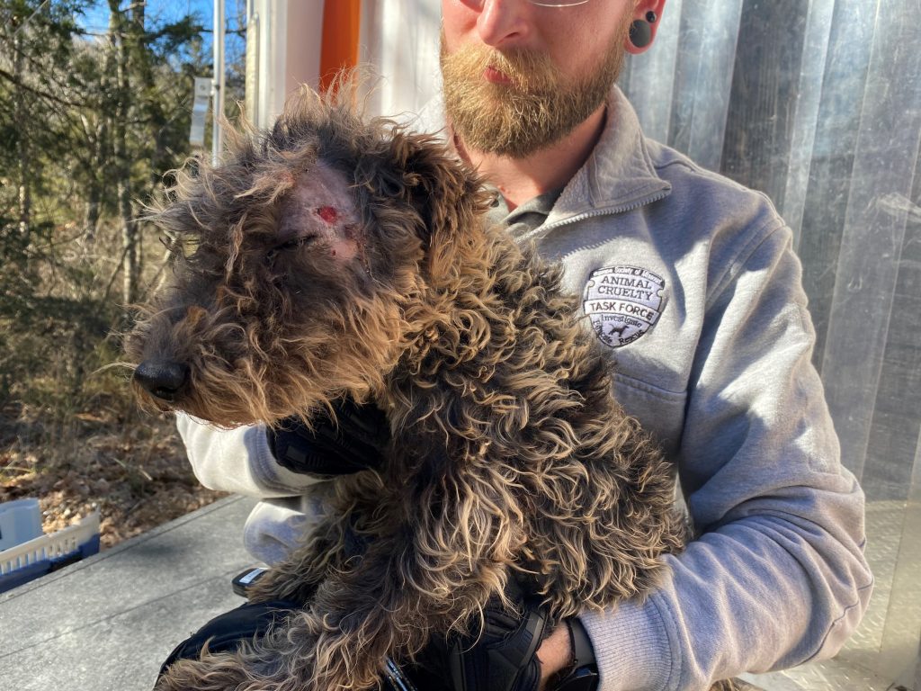 HSMO’s Animal Cruelty Task Force Recovers 29 Lakeland Terriers from Formerly Licensed Ozark County Breeder