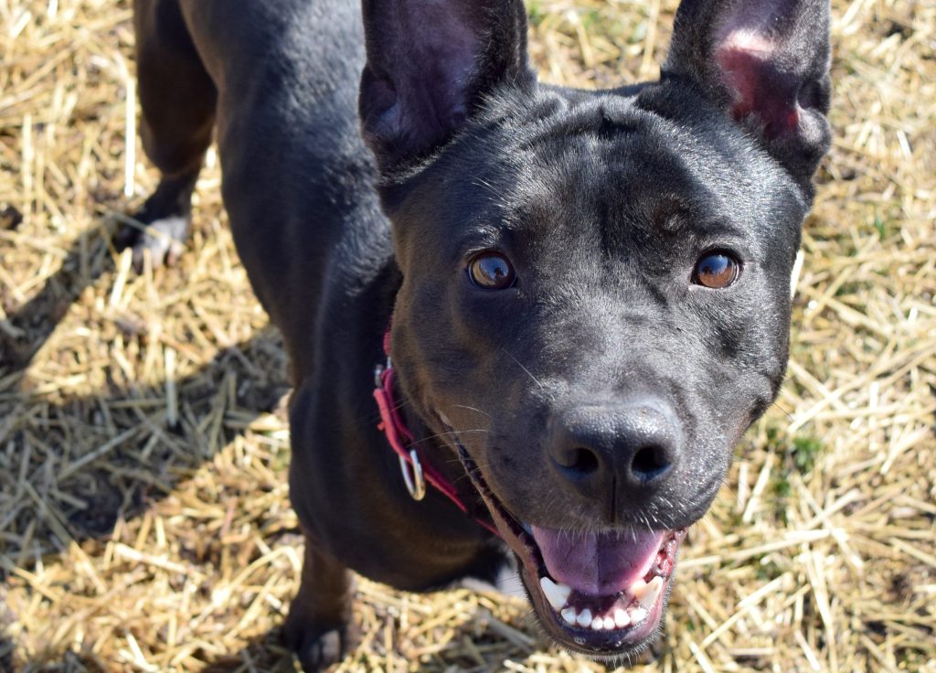 Vote for Cranberry in Bar K's Rescue Madness!